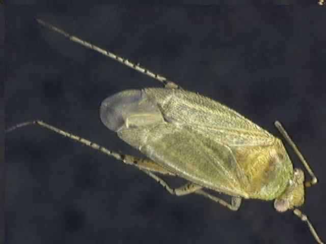 Plagiognathus chrysanthemi